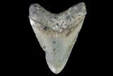Fossil Megalodon Tooth - North Carolina #91336-2
